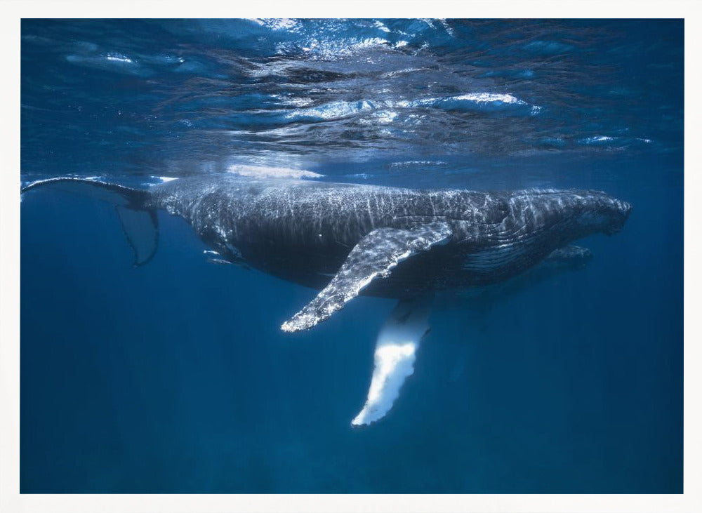 Humpback Whale Escort Poster