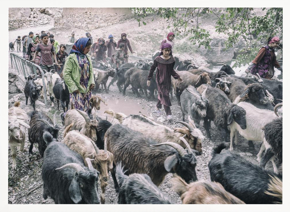 Livestock on the way from pastures Poster