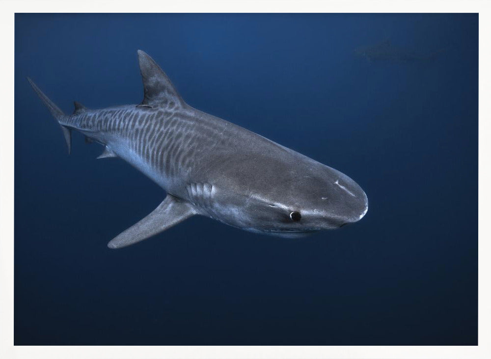 Tiger Shark Poster