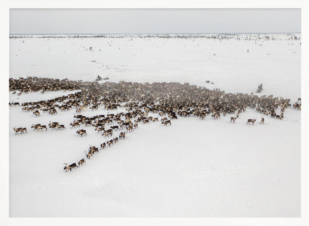 The herd on the move III Poster