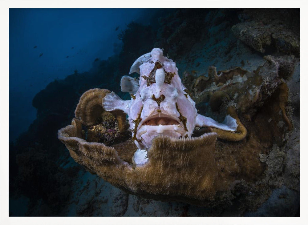 The Frogfish Trone Poster