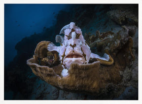 The Frogfish Trone Poster