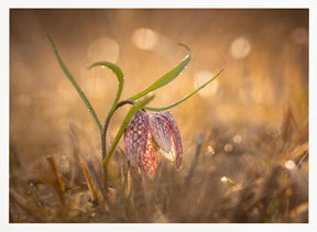 Swamp tulip Poster