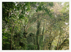 Monkeys in Lombok Poster