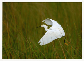 Grass Hopper Poster