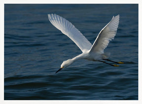 Gliding over the Ocean Poster