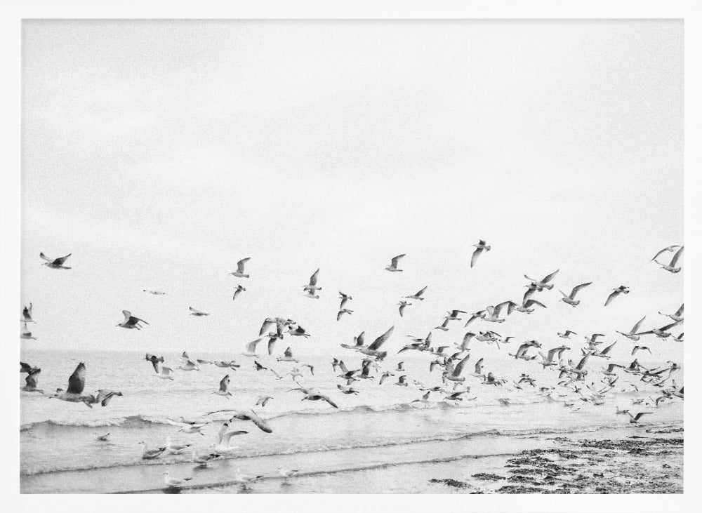 Seagulls - Coastal black and white Poster