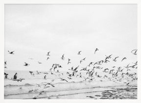 Seagulls - Coastal black and white Poster