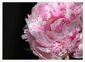 Pink peony IV Poster