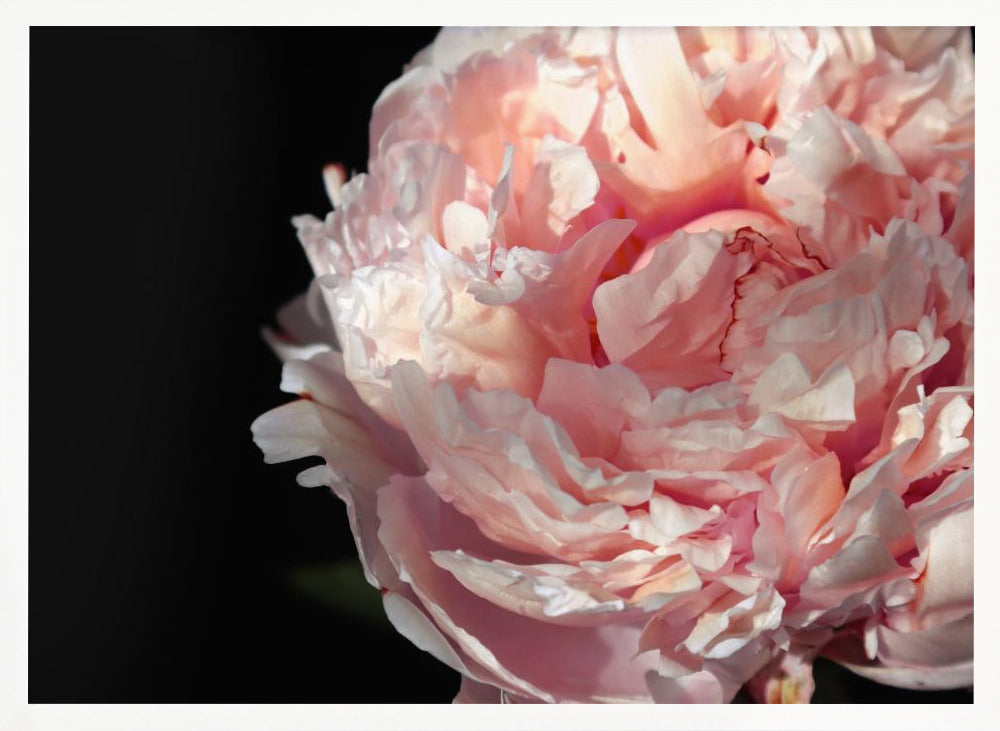 Blush peony IV Poster