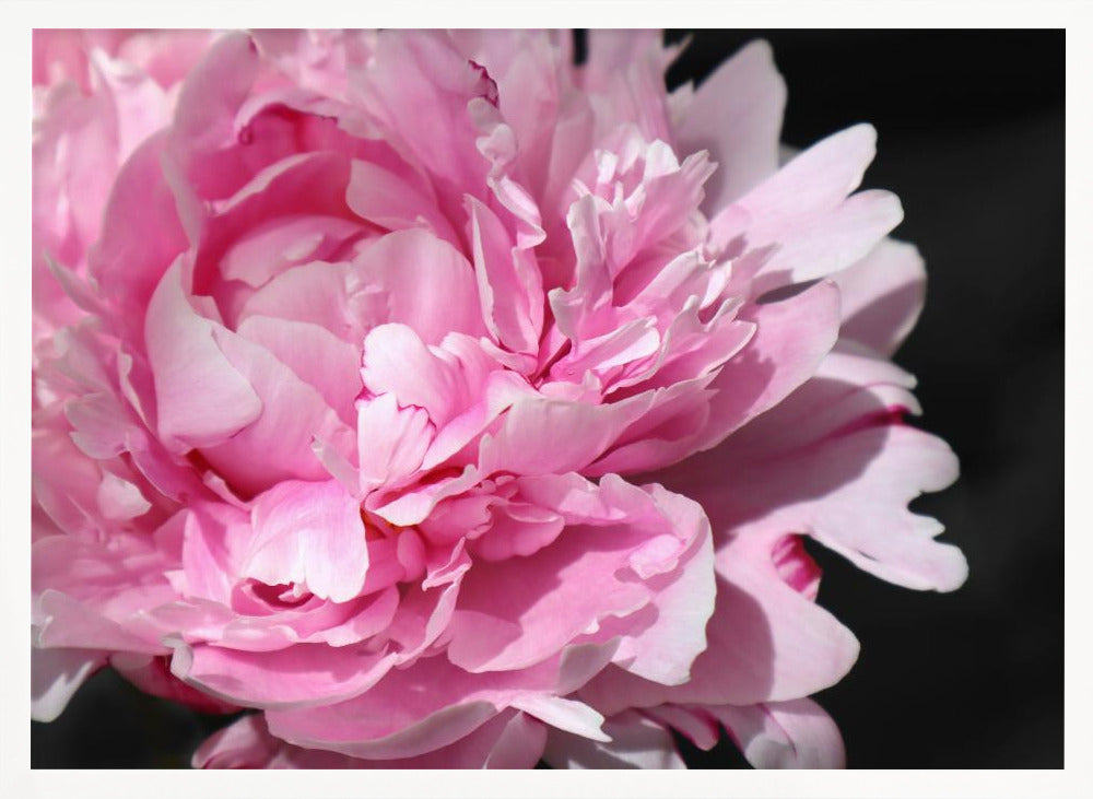 Pink peony VI Poster