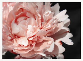 Blush peony VI Poster