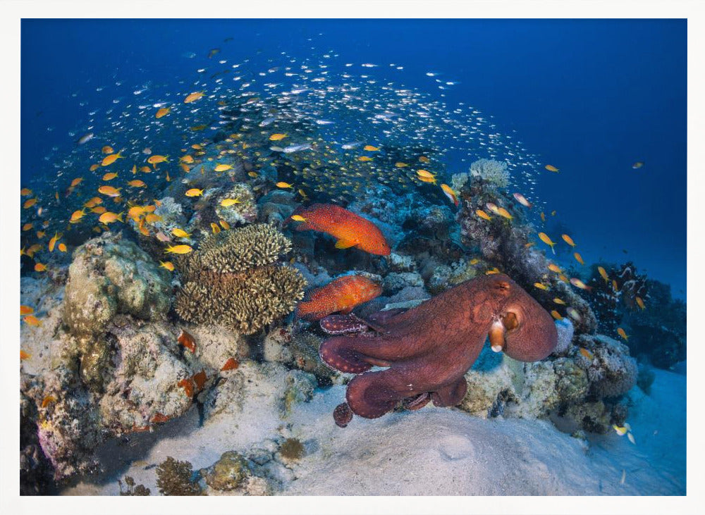 Octopuses and groupers Poster