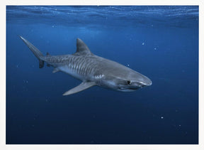 Tiger shark Poster