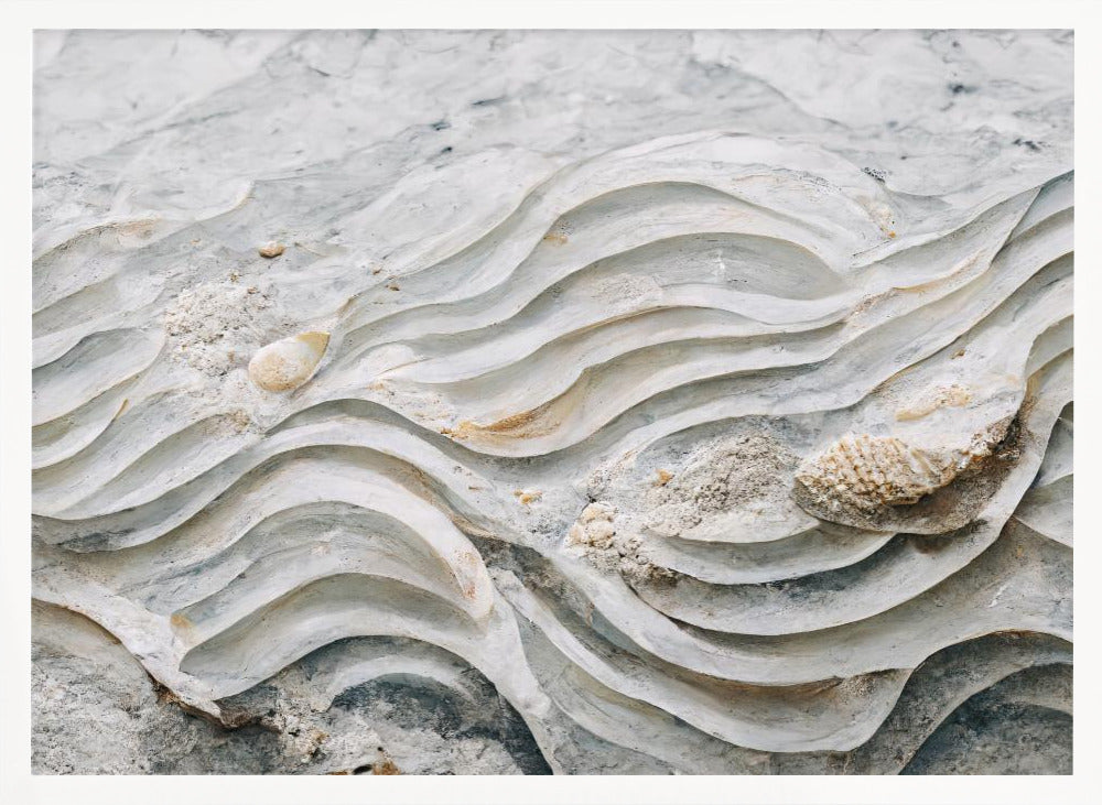 Sea Shell Detail No 6 Poster