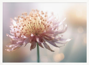 Gentle Pink Flower Poster