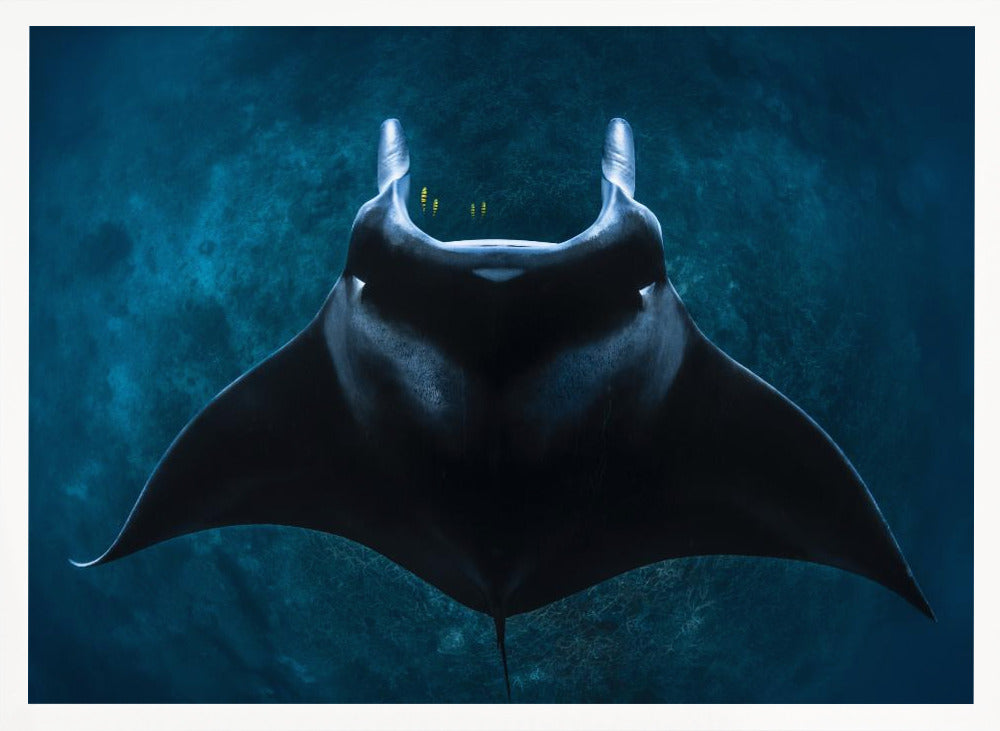 Mobula alfredi Poster