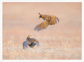 Greater Prairie Chicken Poster