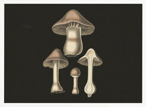 Agaricus Bulbosus  Dark Background Poster