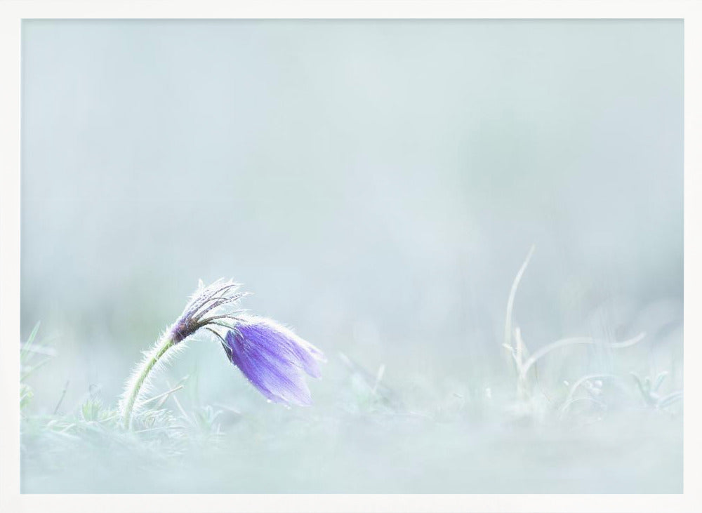 Close-up of purple flower on field Poster