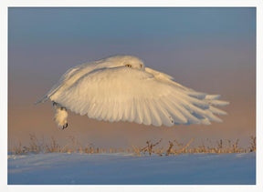 Snowy Owl Poster