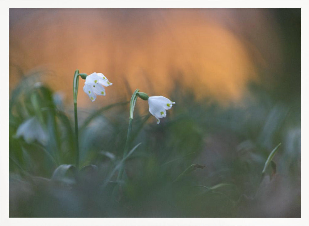 Close-up of white snowflake on field, sunset Poster