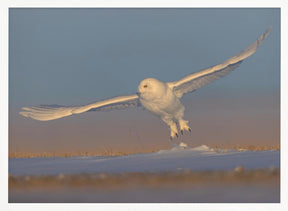 Snowy Owl Poster