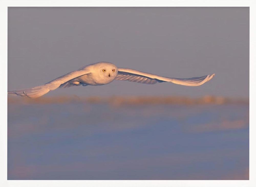 Snowy Owl Poster