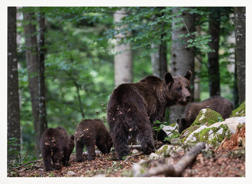 bear family Poster