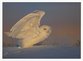 Snowy Owl Taking Off Poster