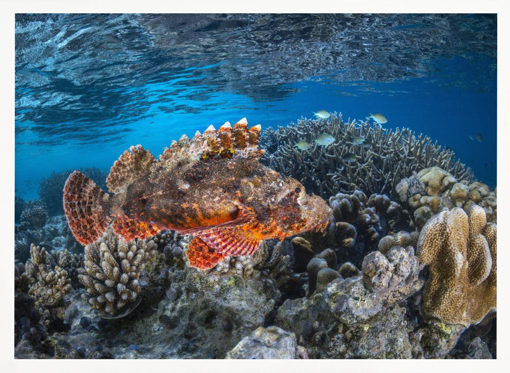 Tassled scorpionfish Poster