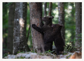 playing bear cubs 1 Poster