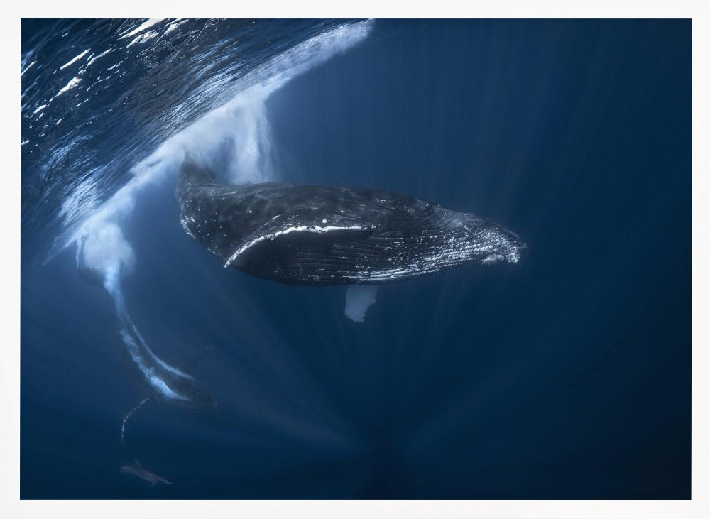 Humpback whale in active group Poster