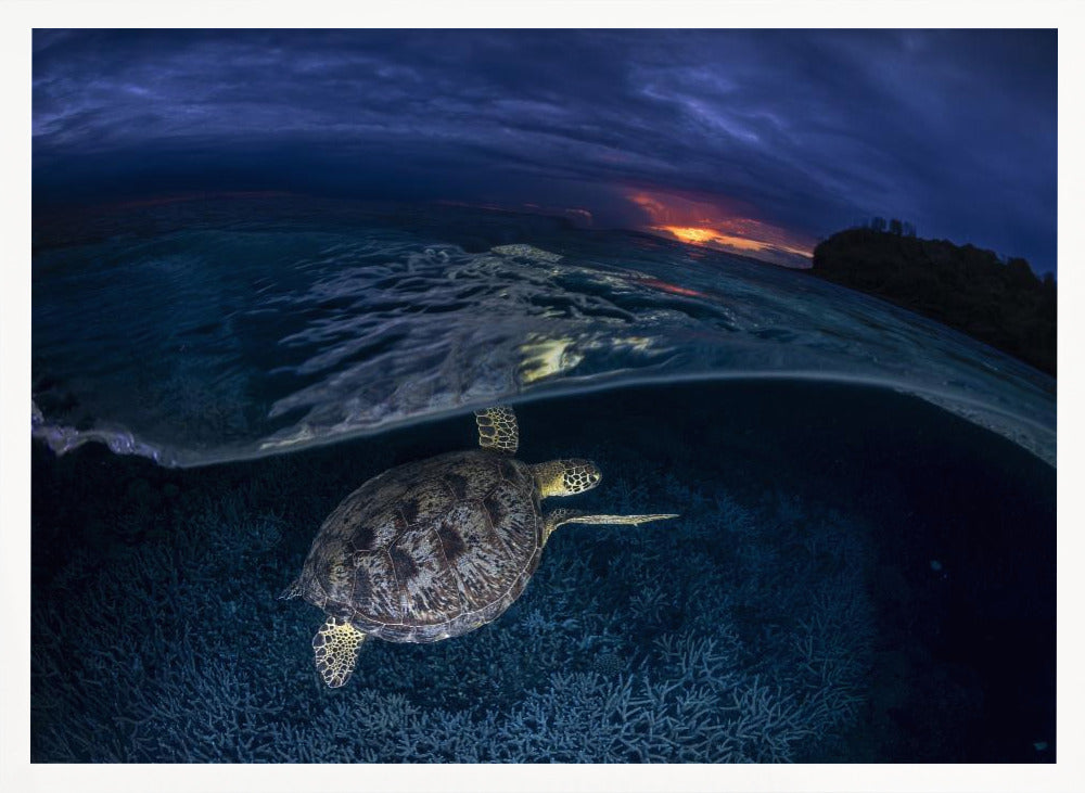 Green turtle at sunset Poster