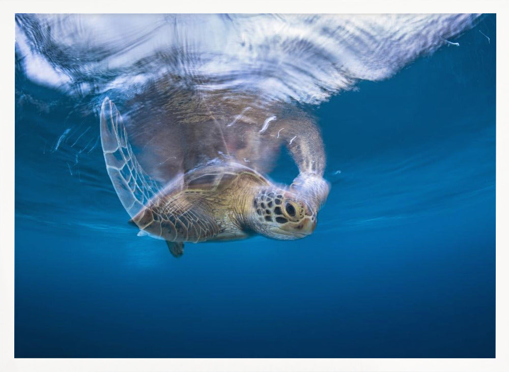 Swimming Green Turtle Poster