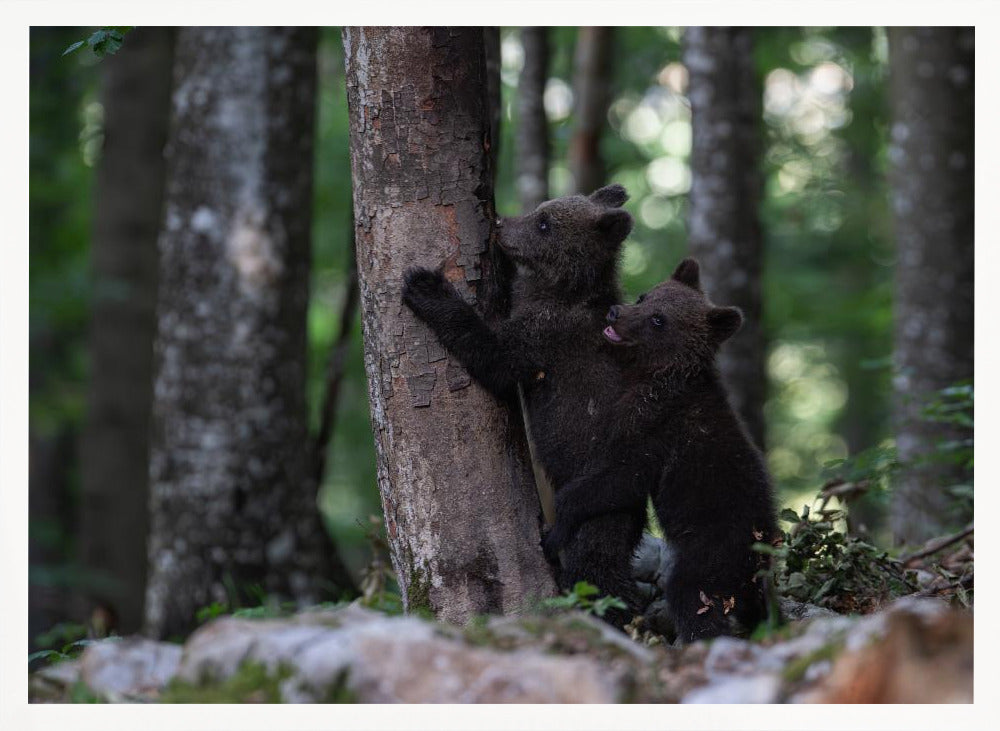 playing bear cubs 2 Poster