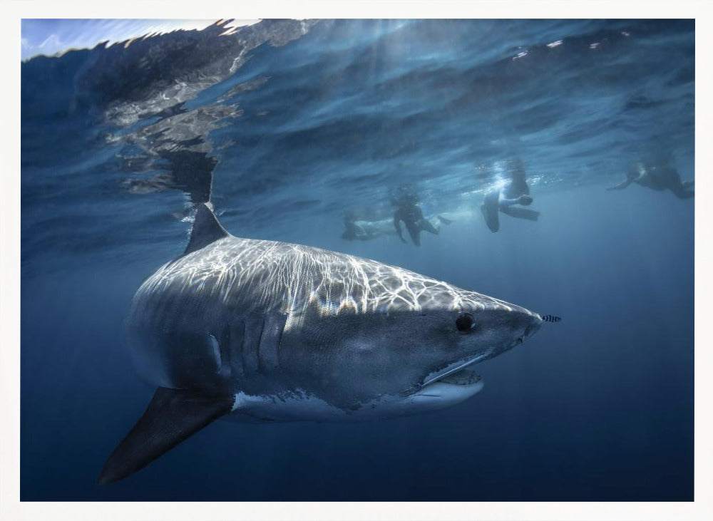 A Tiger shark is looking at me Poster