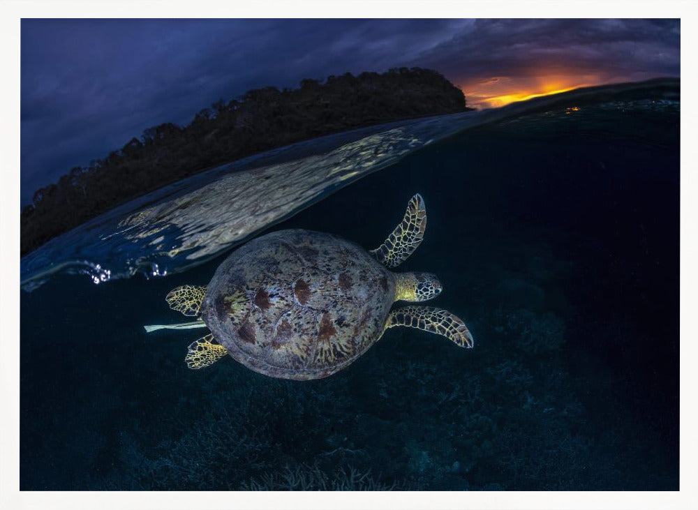 The green turtle and the blue hour Poster