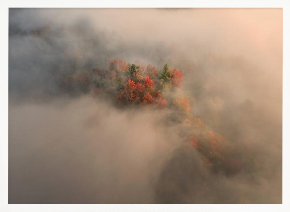 Foliage in the Fog Poster