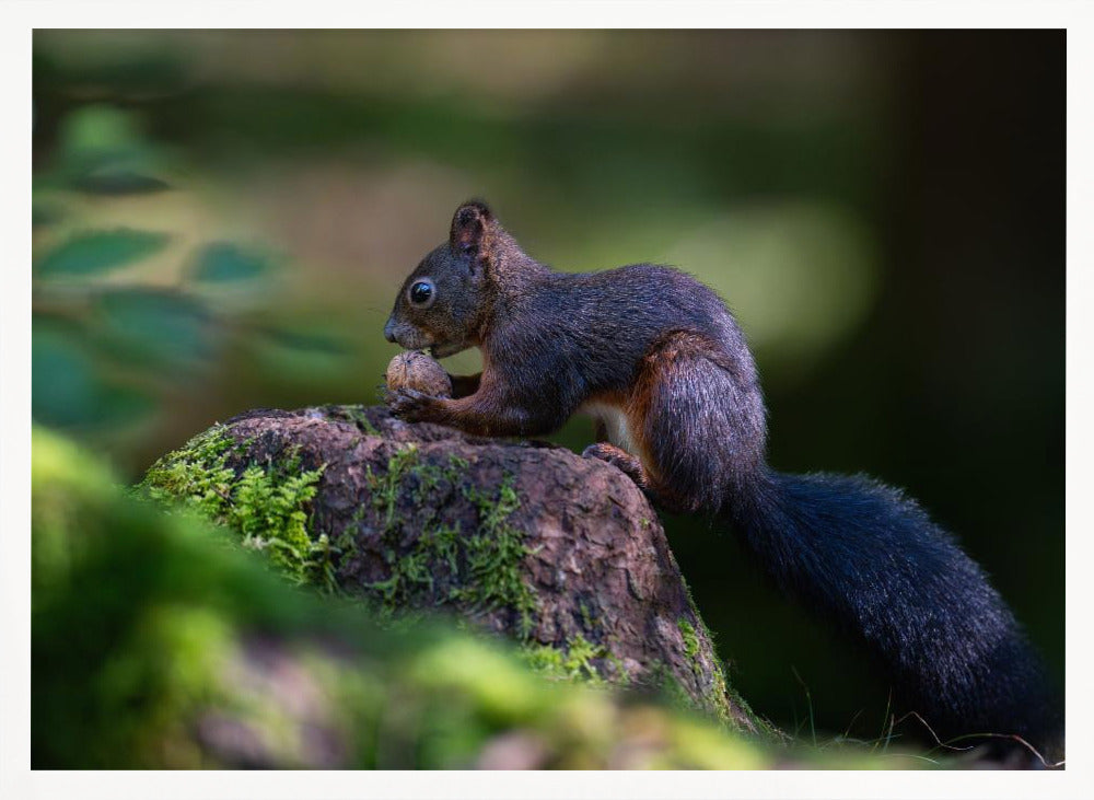 Squirrel with nut Poster