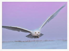 Snowy Owl in Flignt Poster