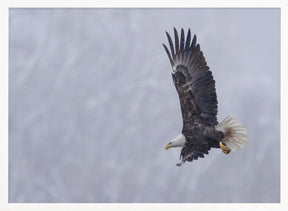 Bald Eagle in the Snow Poster