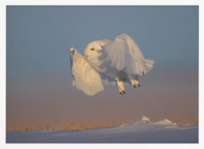 Snowy Owl Poster