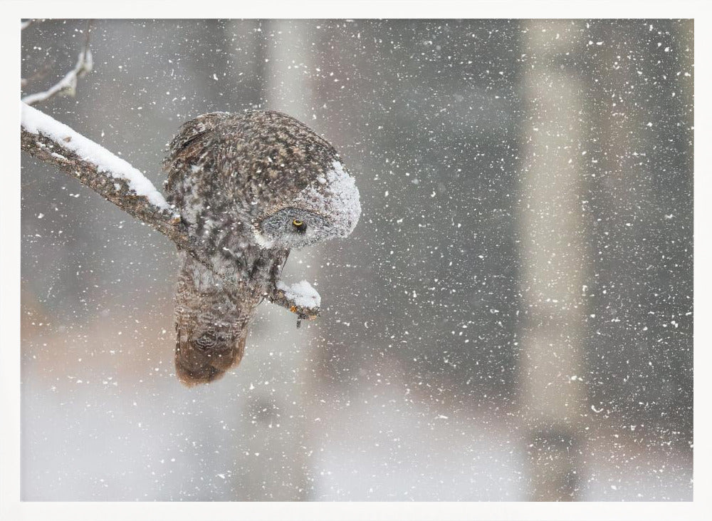 Huntting in The Snow Poster