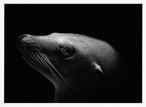 Sea Lion Poster