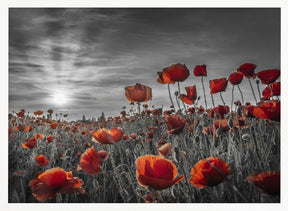 Poppies in the sunset | colorkey Poster