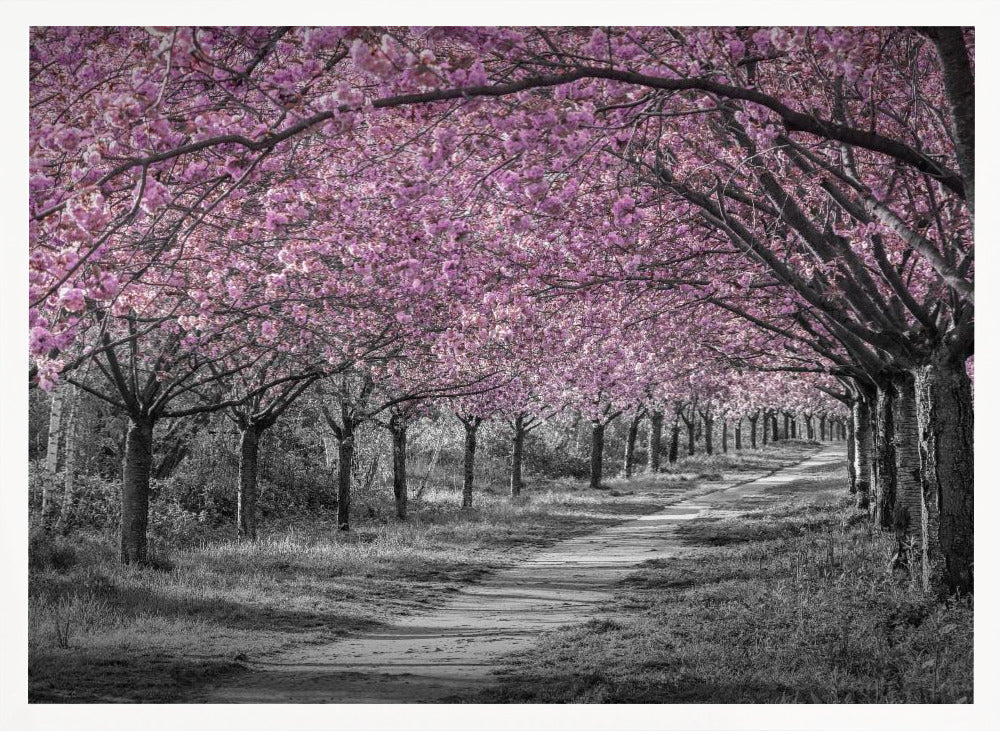 Charming cherry blossom alley in pink Poster