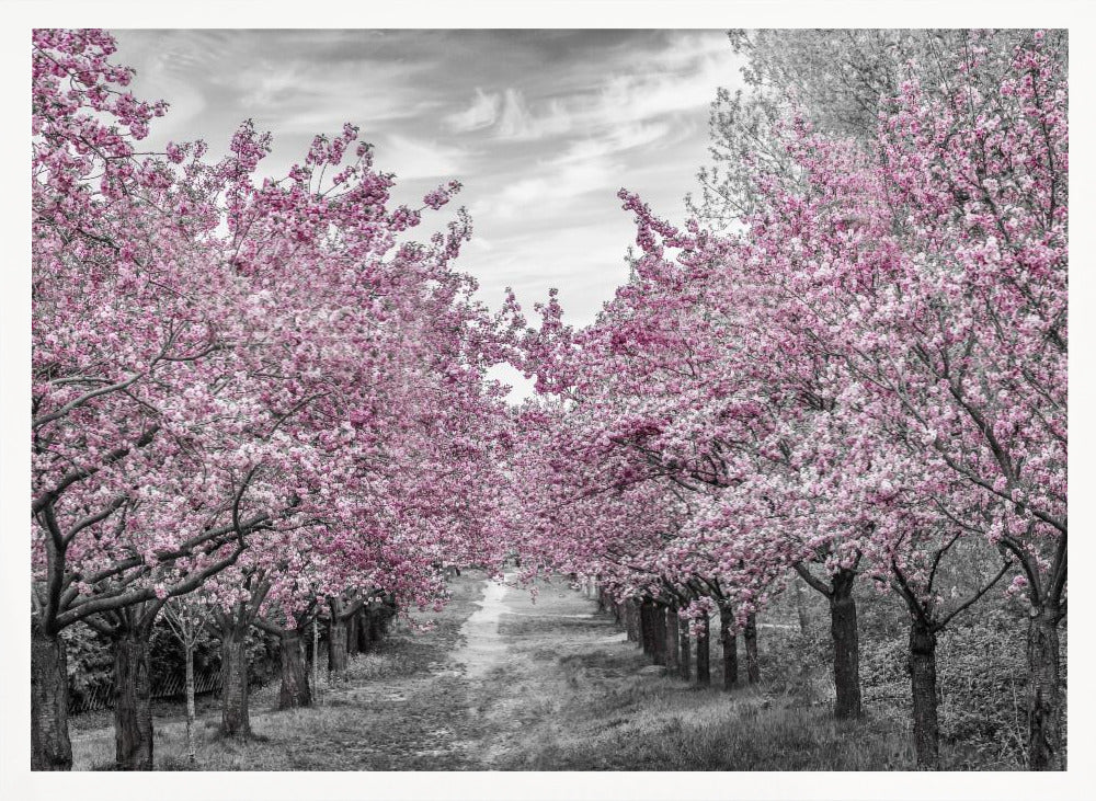 Charming cherry blossom alley Poster