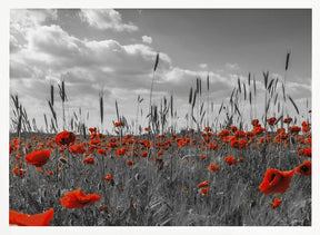 Field of poppies in colorkey Poster