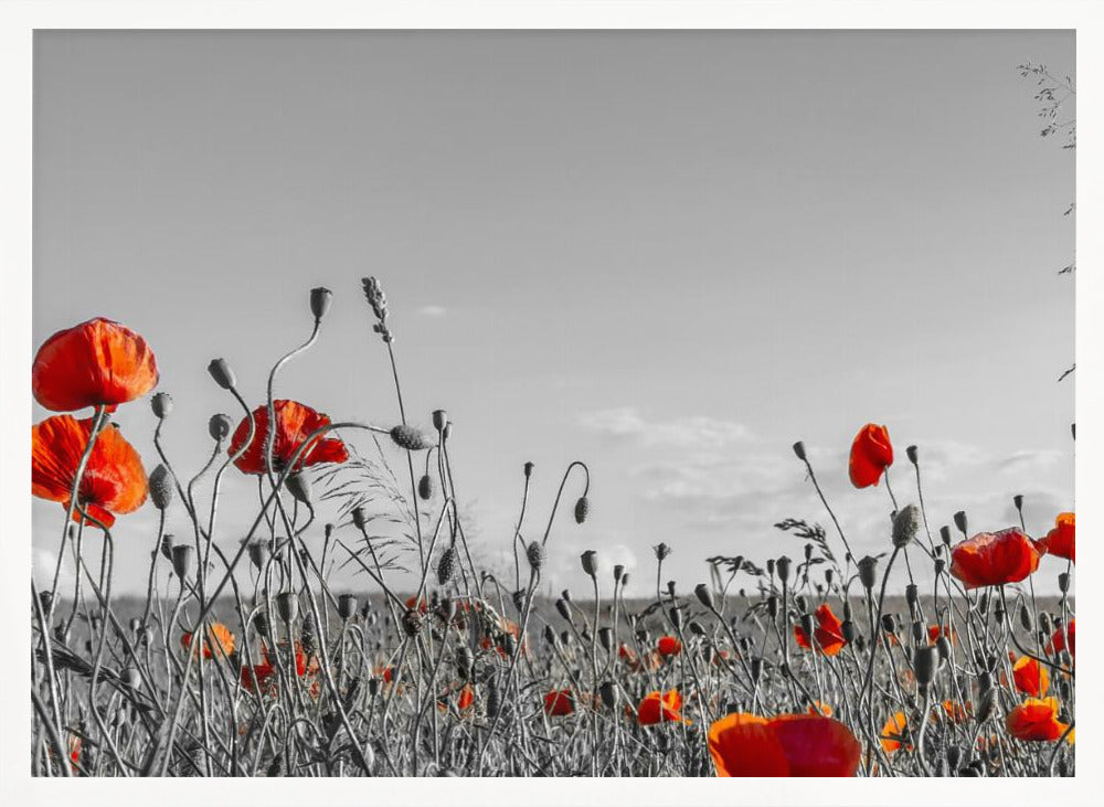 Lovely Poppy Field | panoramic view Poster